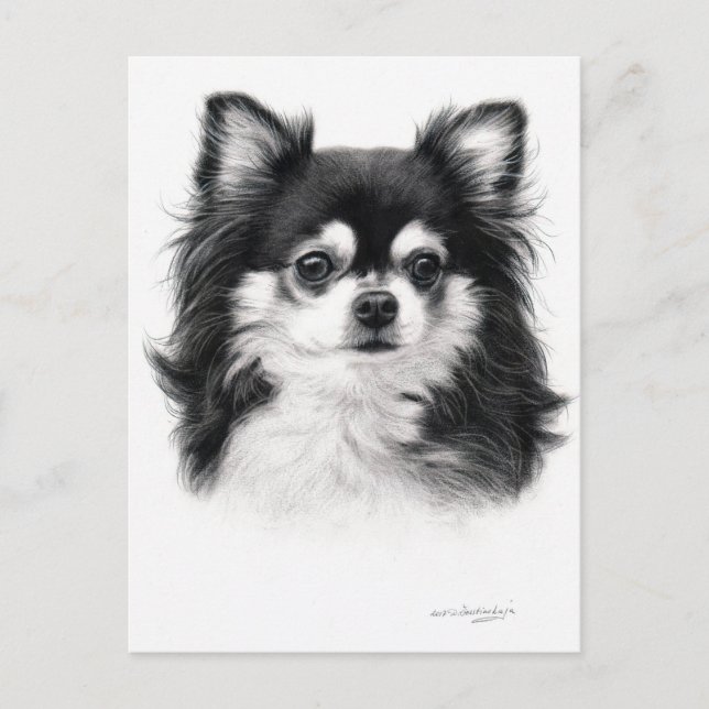Chihuahua Dog Hand Painted Artwork Postcard (Front)