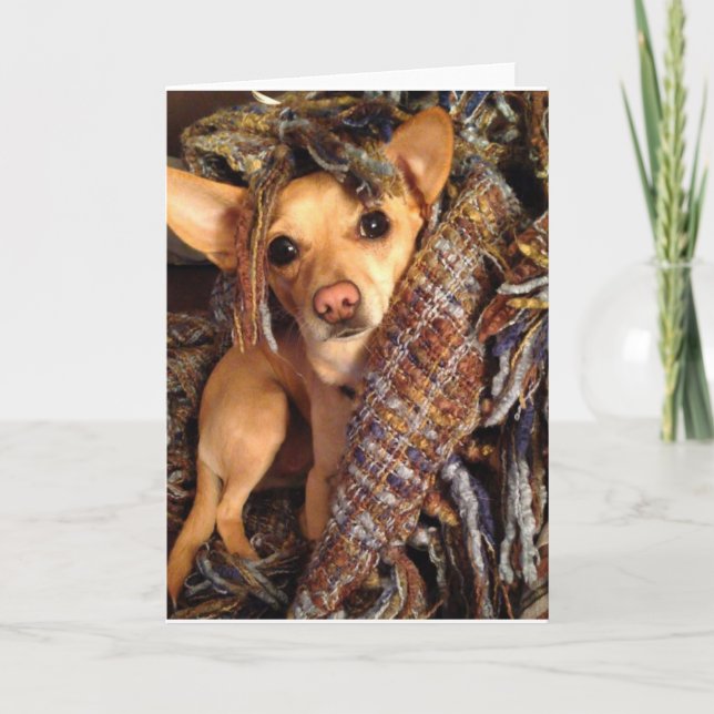 Chihuahua Dog in Blanket Greeting Card (Front)