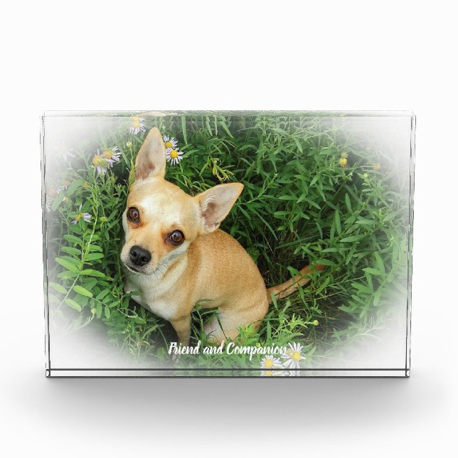 Chihuahua Dog. Photo Block (Front)