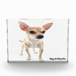 Chihuahua Dog. Photo Block