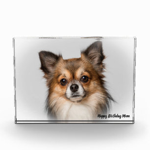 Chihuahua Dog. Photo Block