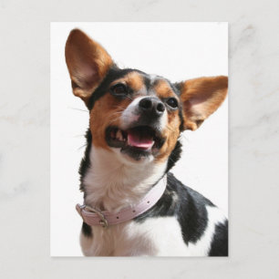 Chihuahua Dog Postcard