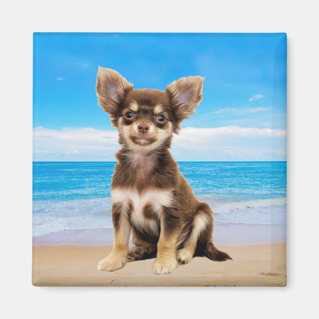 Chihuahua Dog Sitting on Tropical Beach Magnet (Front)