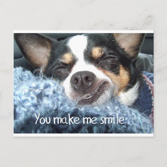Chihuahua Dog smile Postcard (Front)