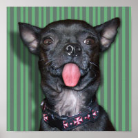 Chihuahua Dog Tongue