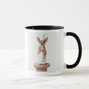 Chihuahua dog wearing chef's whites, studio shot mug