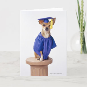 Chihuahua dog wearing graduation uniform, studio card