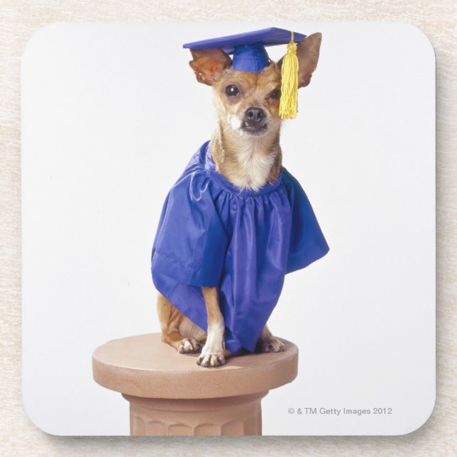 Chihuahua dog wearing graduation uniform, studio coaster (Front)