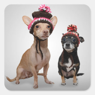 Chihuahua Dogs With Hats Photo Square Sticker