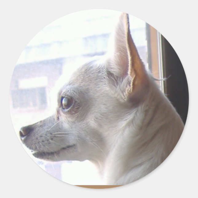 Chihuahua Face Profile Stickers (Front)