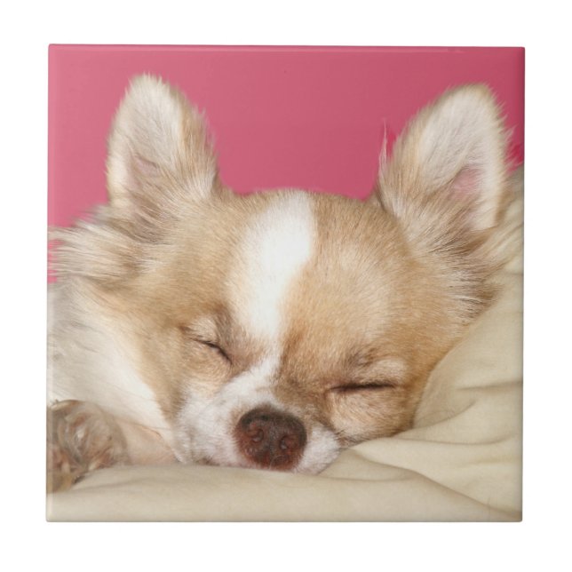 Chihuahua face tile (Front)