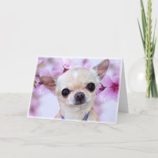 Chihuahua  greeting card