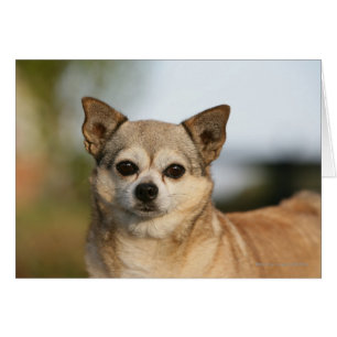 Chihuahua Headshot