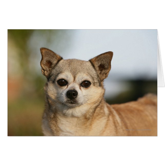 Chihuahua Headshot (Front Horizontal)