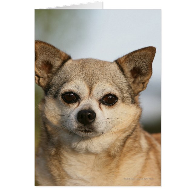 Chihuahua Headshot (Front)