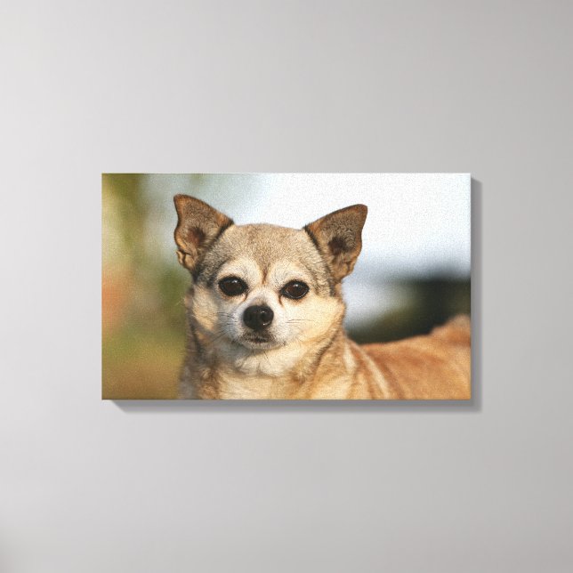 Chihuahua Headshot Canvas Print (Front)