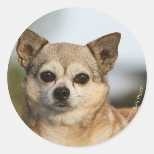 Chihuahua Headshot Classic Round Sticker