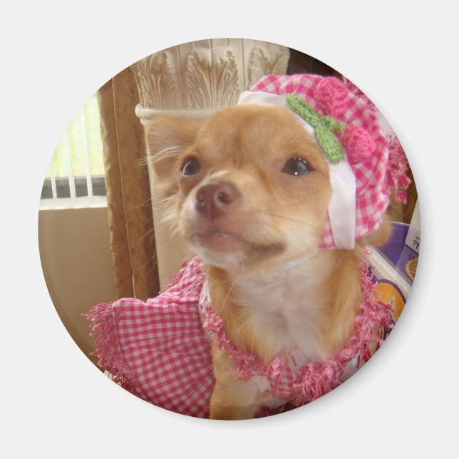 chihuahua in pink magnet (Front)