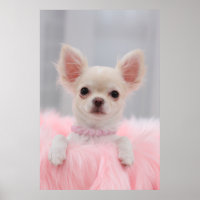 Chihuahua In Pink