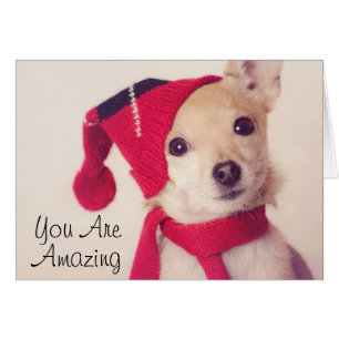 Chihuahua In Winter Cap