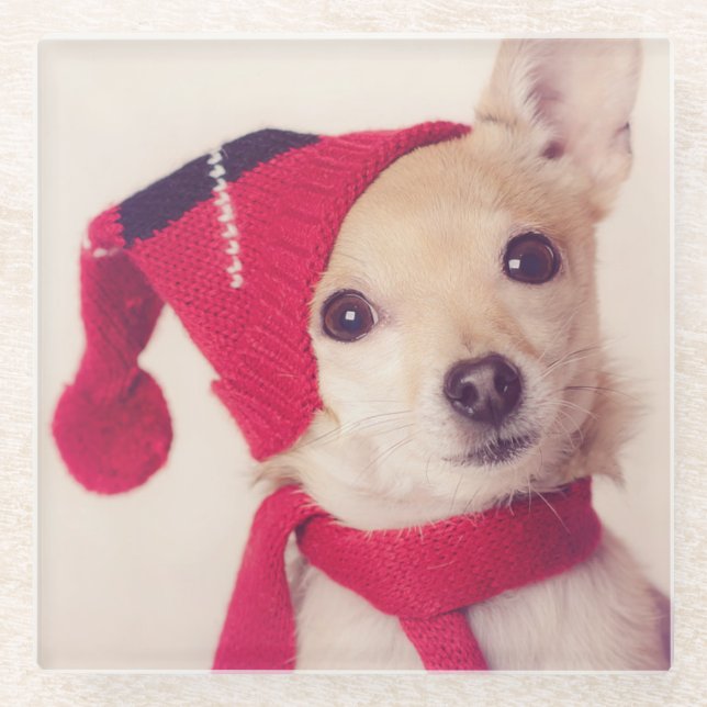 Chihuahua In Winter Cap Glass Coaster (Front)