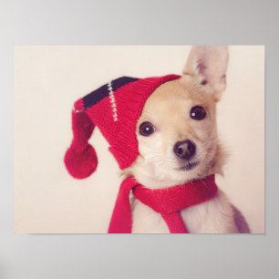 Chihuahua In Winter Cap Poster