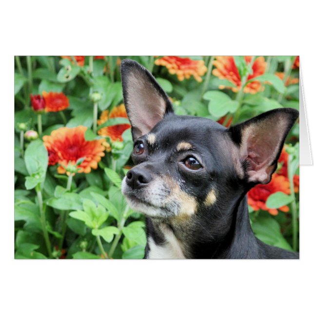 Chihuahua - Isabella - Photo 41 (Front Horizontal)