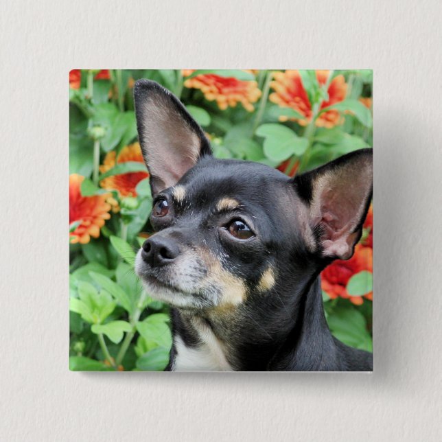 Chihuahua - Isabella - Photo 41 15 Cm Square Badge (Front)