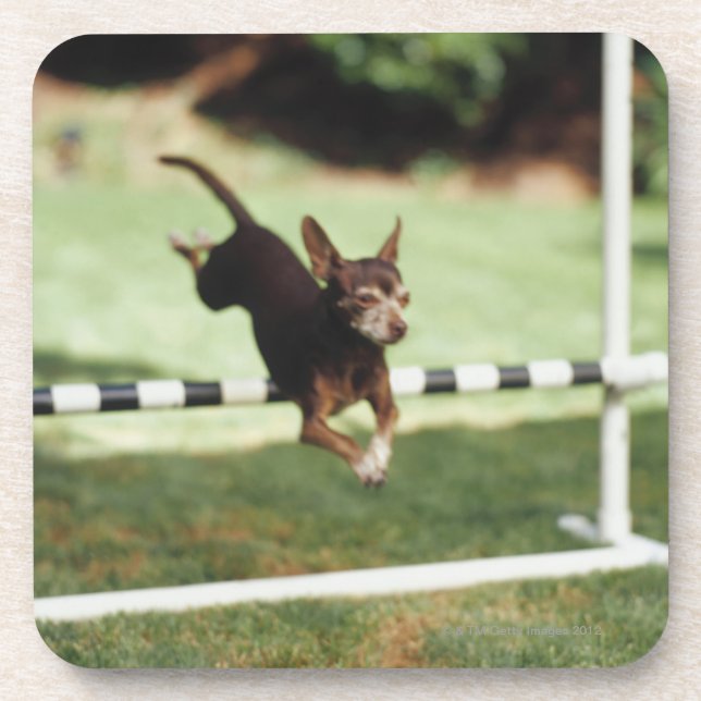 Chihuahua Jumping Hurdle Coaster (Front)