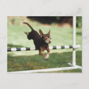 Chihuahua Jumping Hurdle Postcard