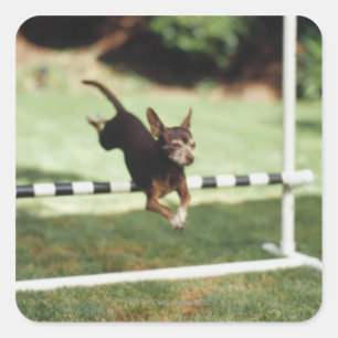 Chihuahua Jumping Hurdle Square Sticker