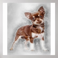 Chihuahua looking at camer_Dog Lover