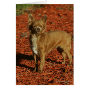 Chihuahua Looking at Camera