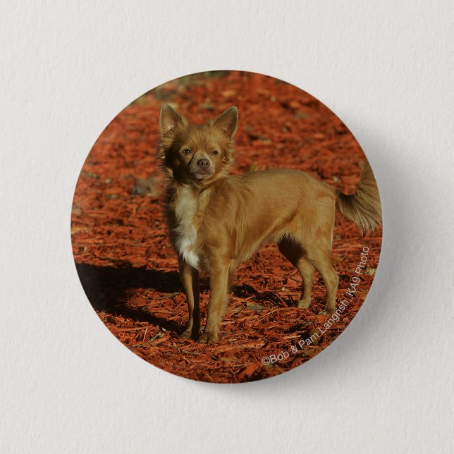Chihuahua Looking at Camera 6 Cm Round Badge (Front)