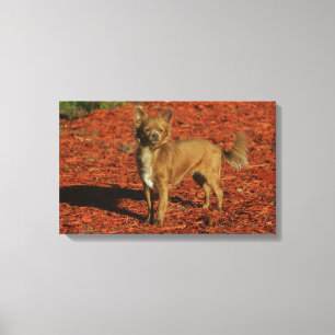 Chihuahua Looking at Camera Canvas Print