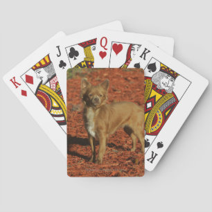 Chihuahua Looking at Camera Playing Cards