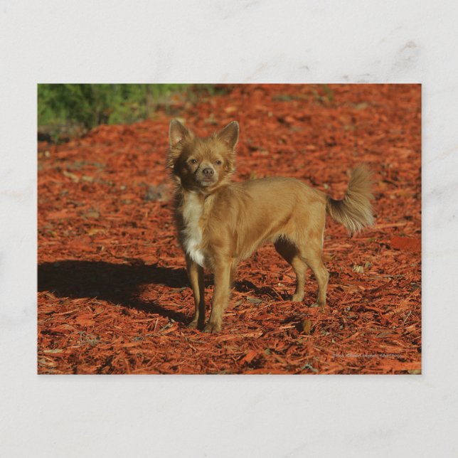 Chihuahua Looking at Camera Postcard (Front)