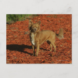 Chihuahua Looking at Camera Postcard
