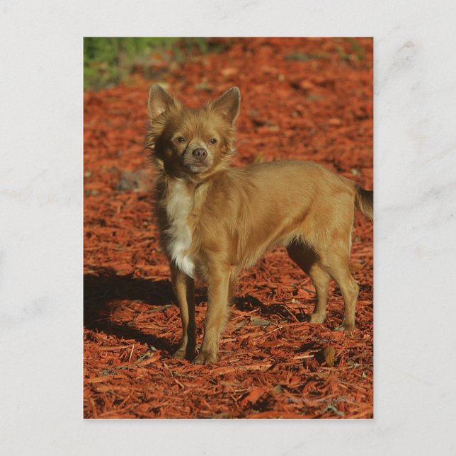 Chihuahua Looking at Camera Postcard (Front)