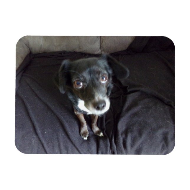 Chihuahua Looking at You Flexible Magnet (Horizontal)