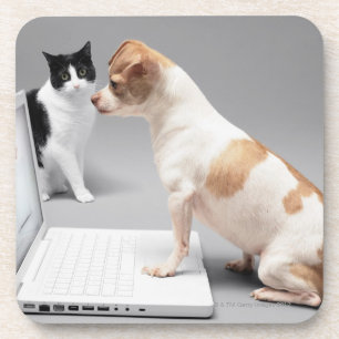 Chihuahua looking into the screen of a laptop coaster