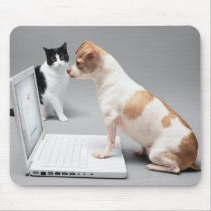 Chihuahua looking into the screen of a laptop mouse pad