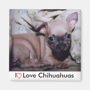 Chihuahua Lover's Delight Magnet
