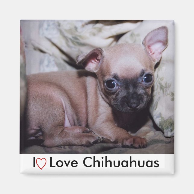 Chihuahua Lover's Delight Magnet (Front)