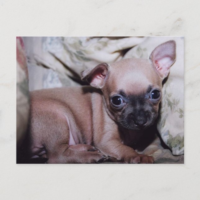 Chihuahua Lover's Delight Postcard (Front)