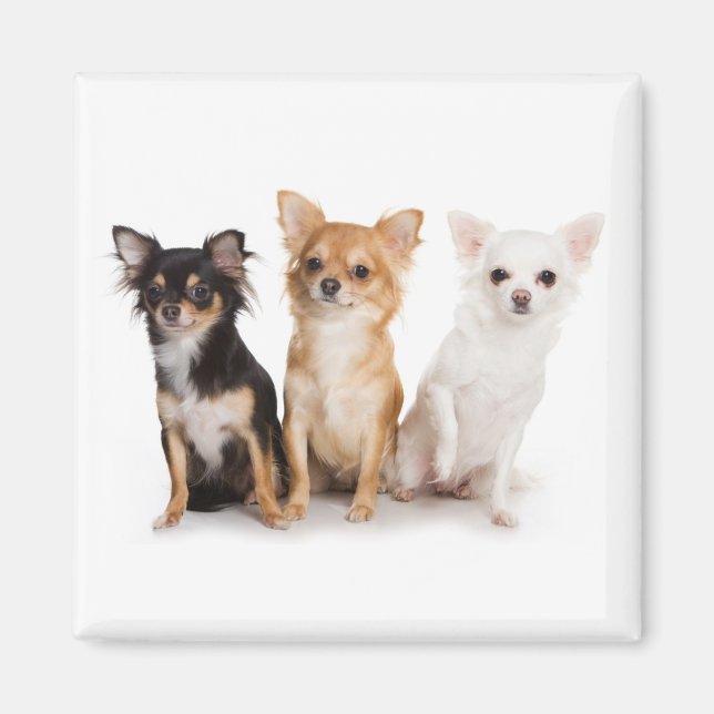 Chihuahua Magnet (Front)