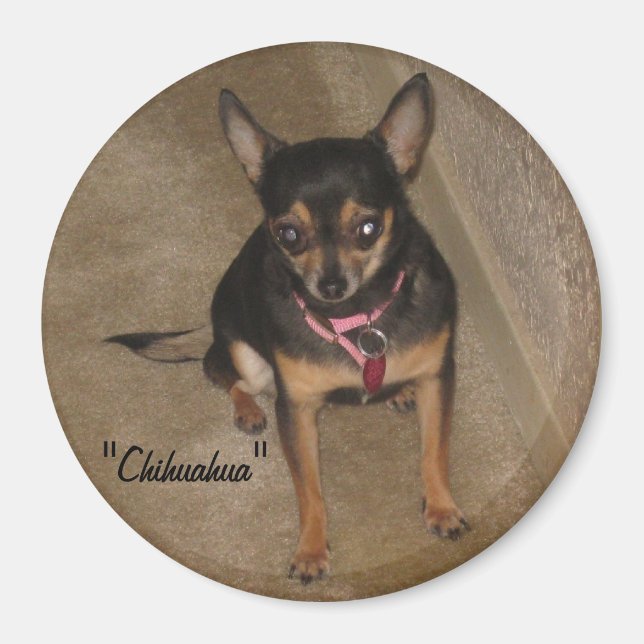 Chihuahua Magnet (Front)