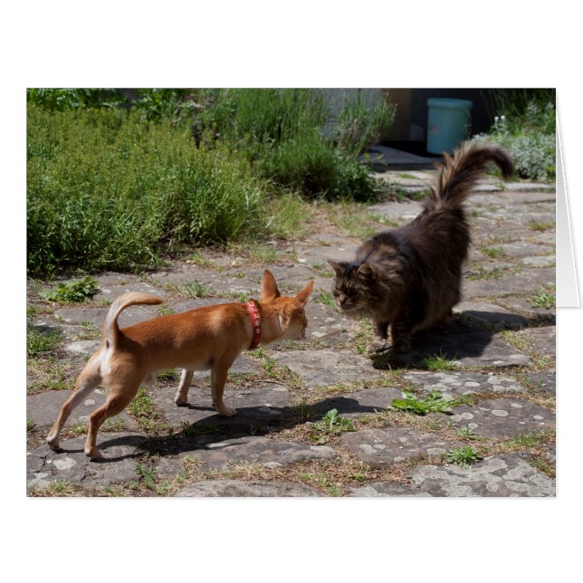 Chihuahua Meets Cat (Front Horizontal)