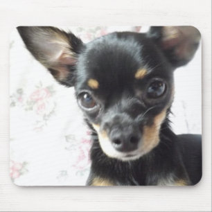 chihuahua Mousepad