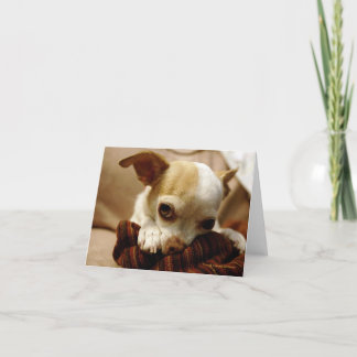 Chihuahua Note Cards